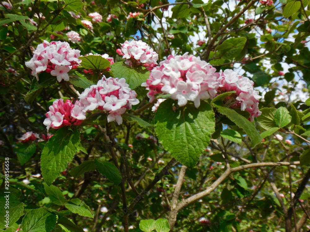 VARIOUS FLOWERS 