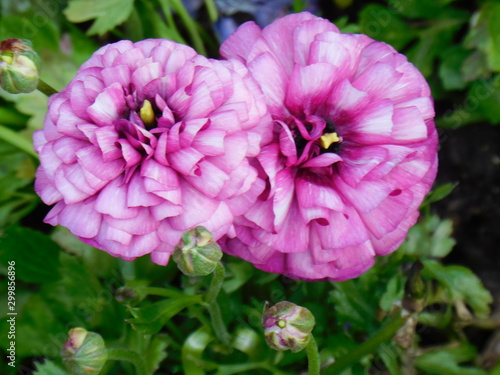 VARIOUS FLOWERS 