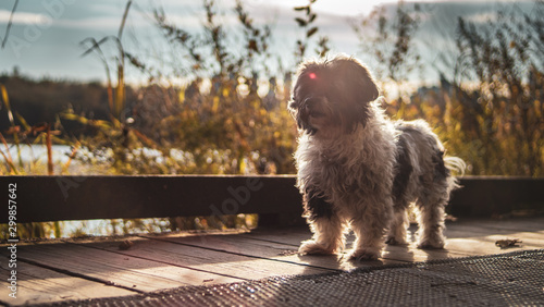Havanese Dog playing In Autumn Fall Leaves
