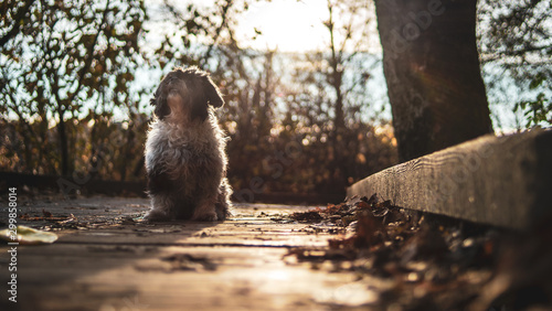 Havanese Dog playing In Autumn Fall Leaves