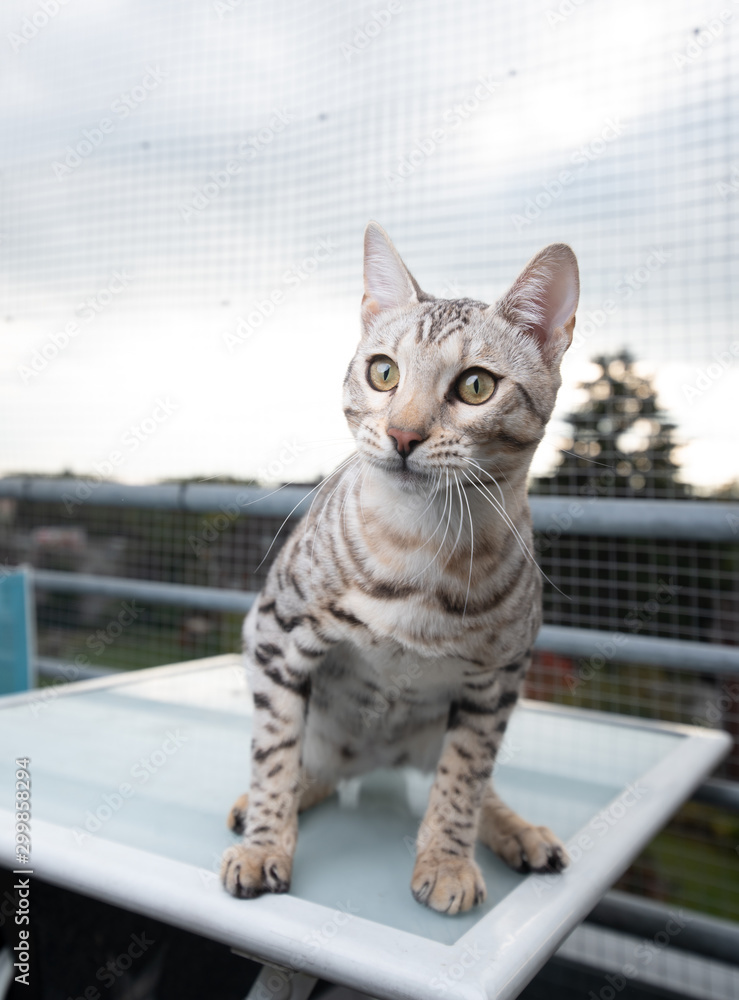 curious young black silver tabby rosetted bengal cat sitting on table  outdoors on balcony in front of safety net looking Stock-Foto | Adobe Stock