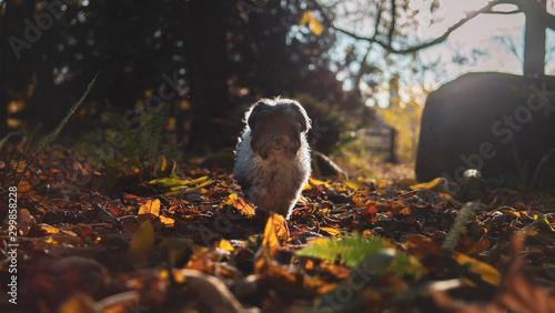 Havanese Dog playing In Autumn Fall Leaves