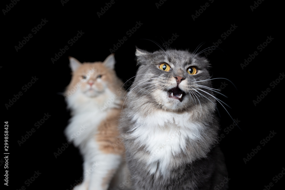 funny portrait of two maine coon cats on black background looking at camera. one cat has an open mouth and ears fold back complaining about other cat