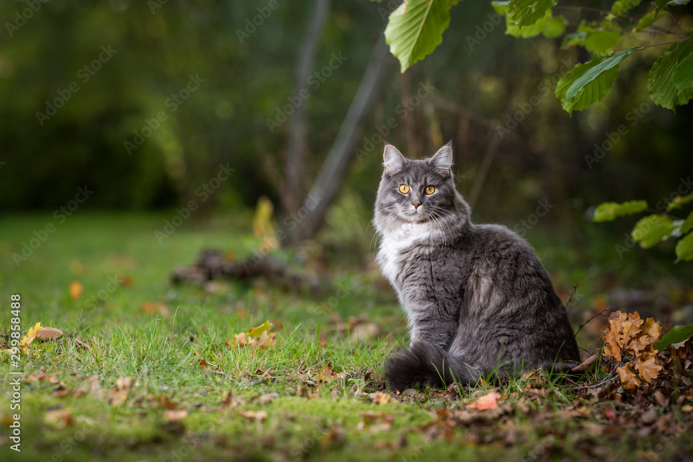 side view of a young blue tabby maine coon cat with white collar outdoors in nature sitting next to autumn leaves on grass looking at camera