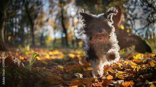 Havanese Dog playing In Autumn Fall Leaves