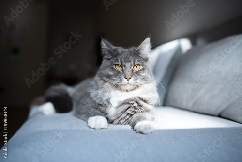 young blue tabby maine coon cat with white paws lying on gray sofa relaxing in the sunlight looking out