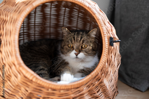 tabby white british shorthair cat relaxing in pet carrier basket indoors on the floor next to curtain © FurryFritz