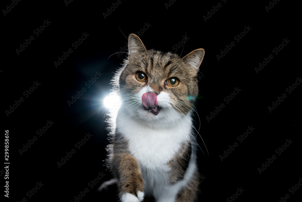 studio portrait of a tabby white british shorthair cat looking at camera isolated on black background sticking out tongue licking over nose in backlight