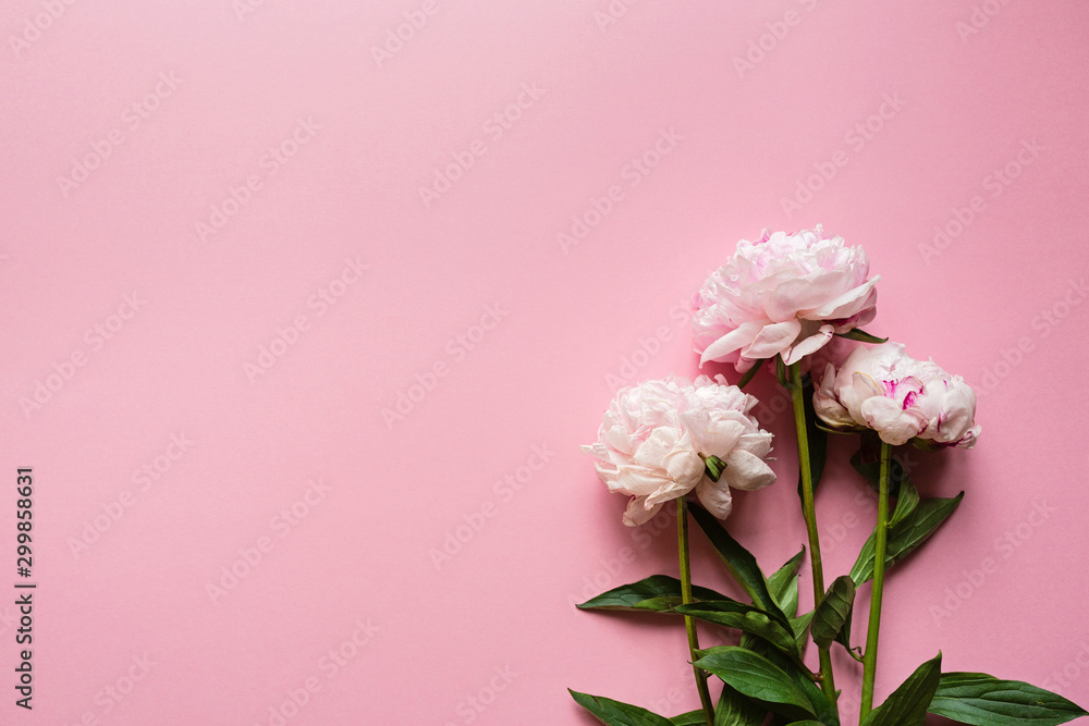 Beautiful peony flowers on pastel pink background, copy space for your text, top view, flat lay style. Happy mothers day greeting card mockup. International Woman Day. Valentines day template