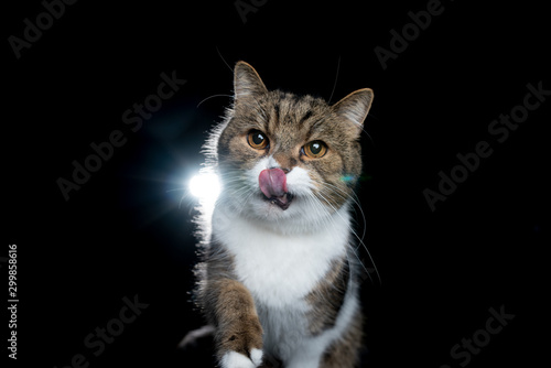studio portrait of a tabby white british shorthair cat looking at camera isolated on black background sticking out tongue licking over nose in backlight © FurryFritz