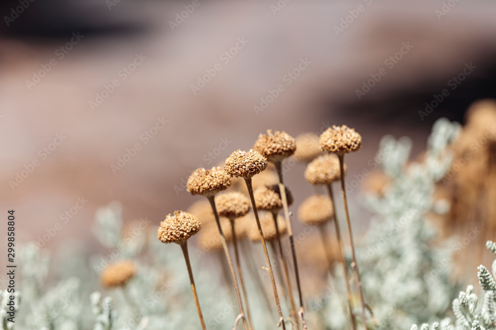 A collection of dried brown flowers on thin stalks in the midday hot sun. A collection of dried brown flowers on thin stalks in the midday hot sun.