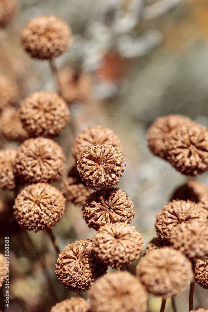 A collection of dried brown flowers on thin stalks in the midday hot sun.