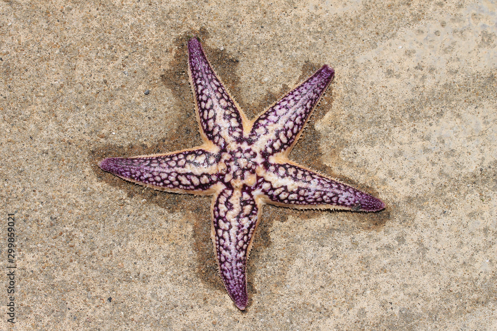 starfish