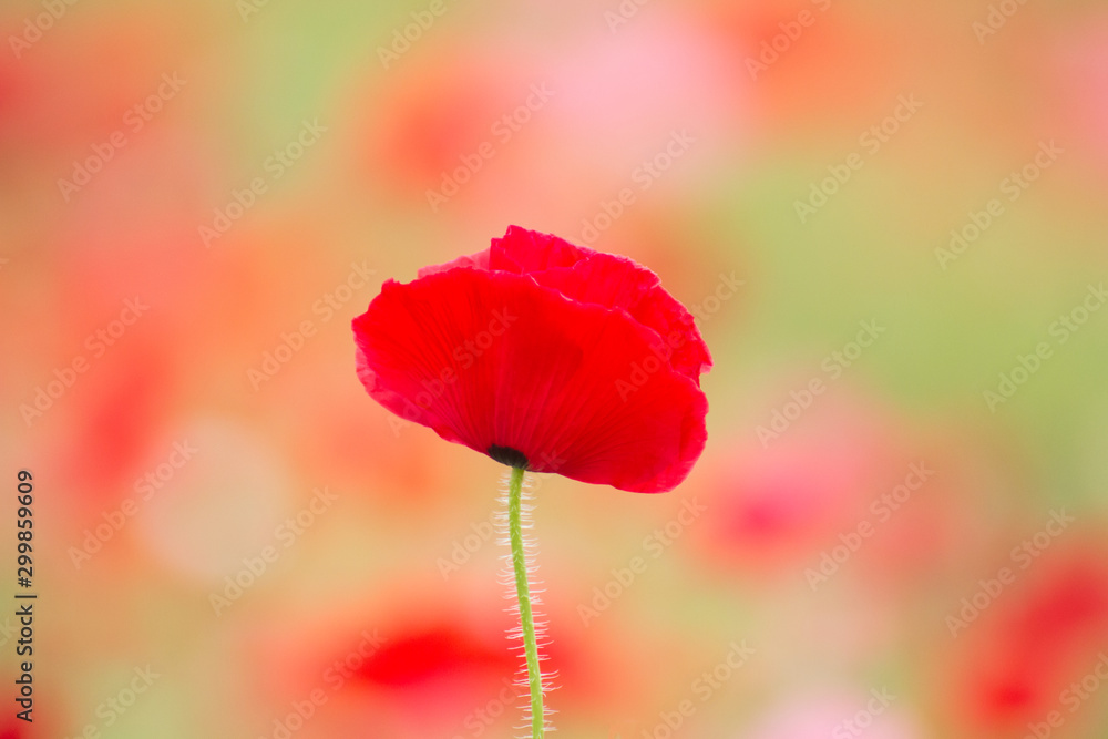 Obraz premium 可憐なシャーレーポピー
