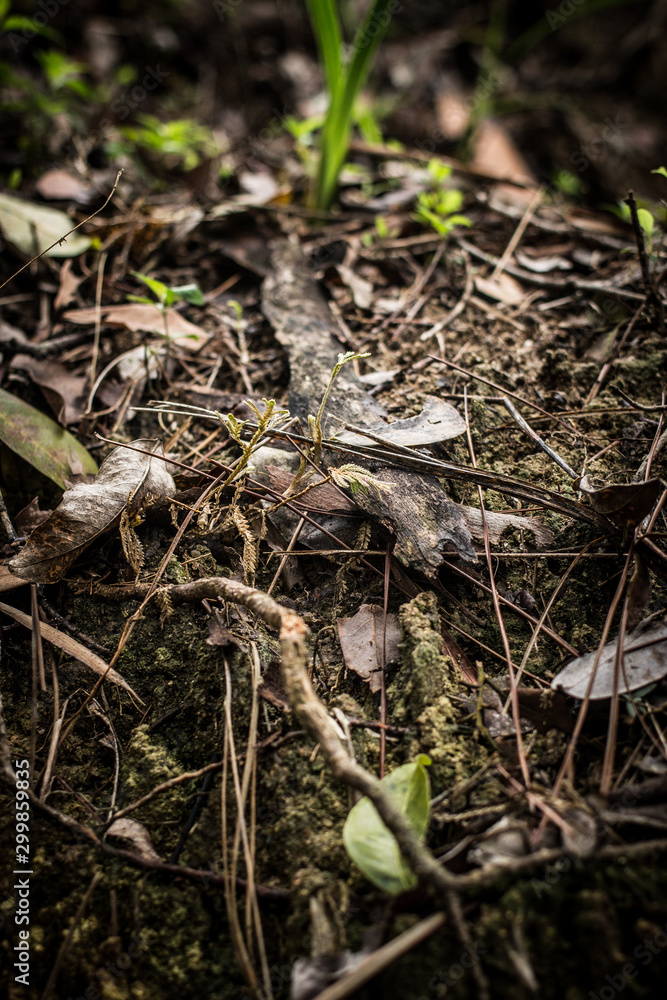 dead leaves background