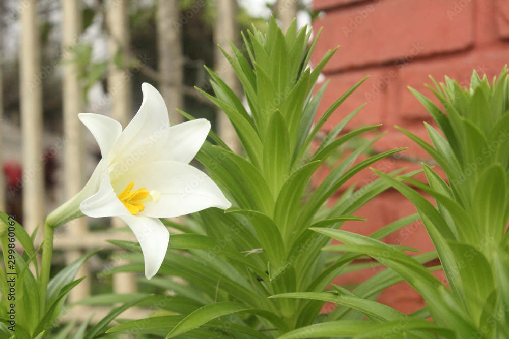 flor blanca planta verde muro casa foto de Stock | Adobe Stock