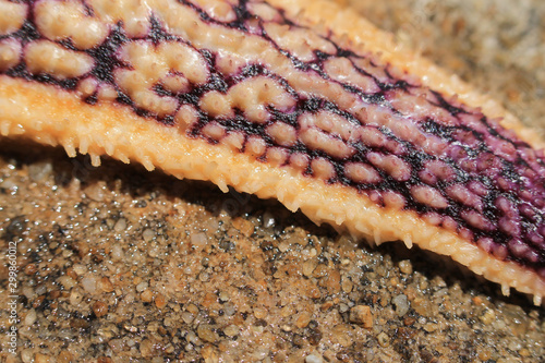 Wallpaper Mural 신비한 불가사리 Torontodigital.ca