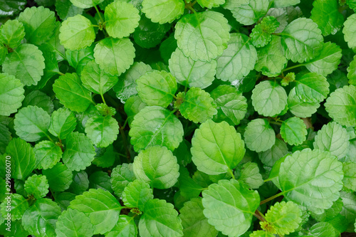 Wallpaper Mural 観葉植物の若葉 Torontodigital.ca