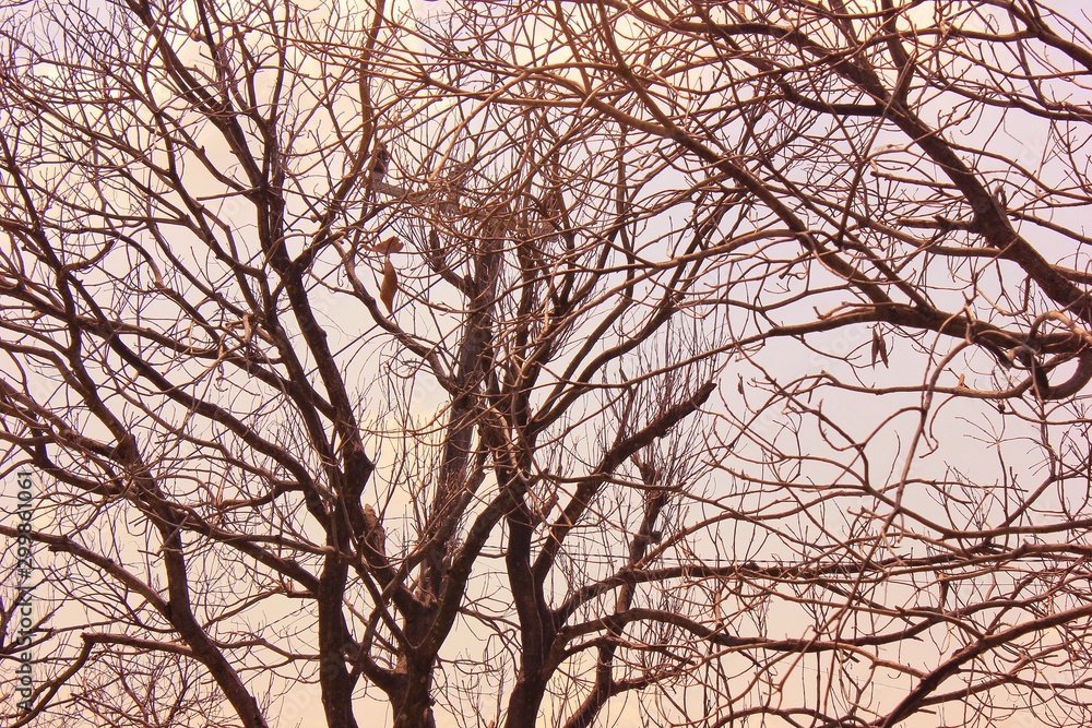 dry tree. against the background of the sky - image dry tree. against the background of the sky - image