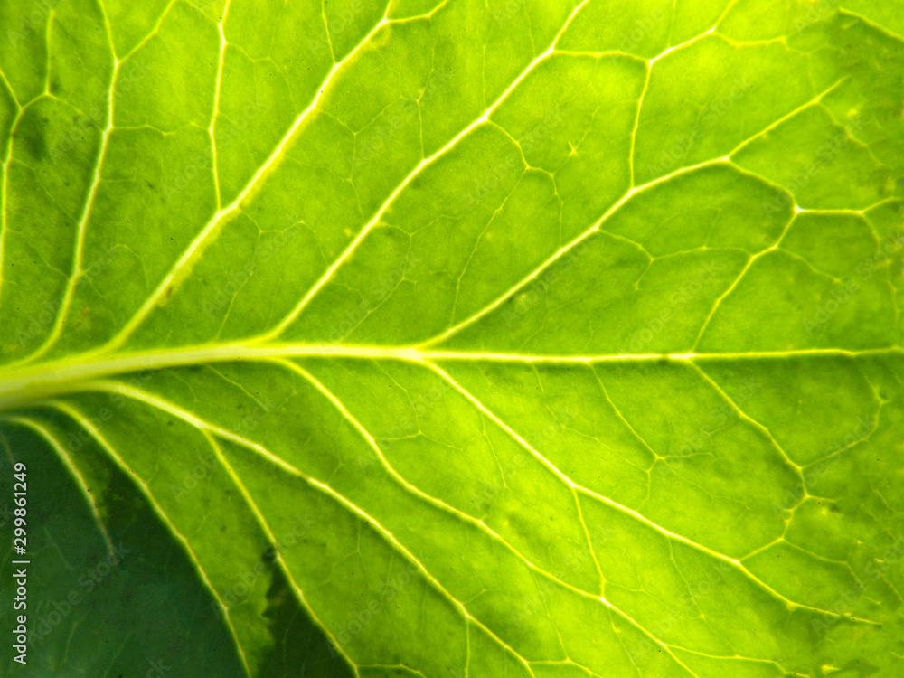 The background of the sheet. Photo cabbage leaf close-up. Original abstract background. The veined leaf is illuminated by the sun. The background of the sheet. Photo cabbage leaf close-up. Original abstract background. The veined leaf is illuminated by the sun.