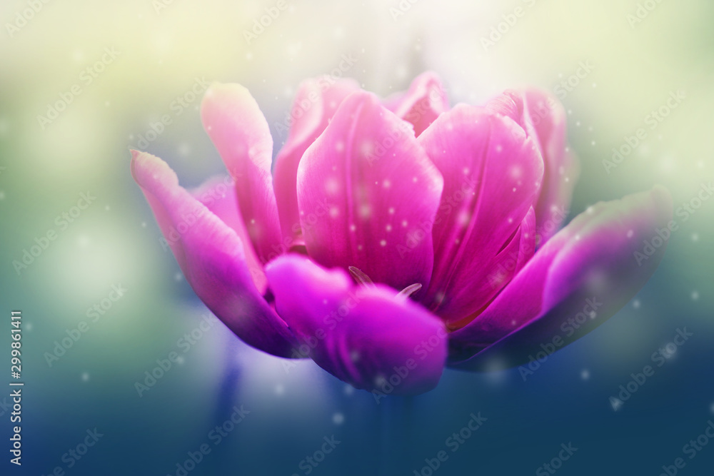 Close up beautiful tulip flower and blurred background in the garden. Close up beautiful tulip flower and blurred background in the garden.