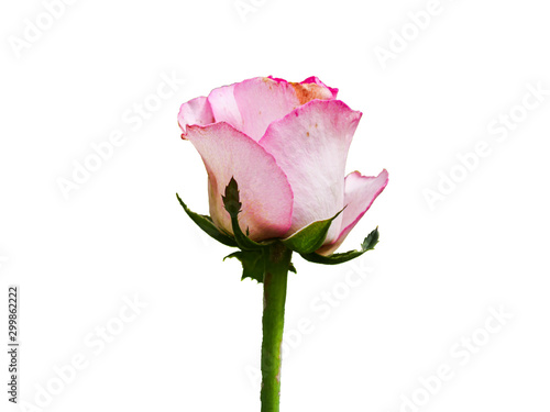 Isolated pink rose