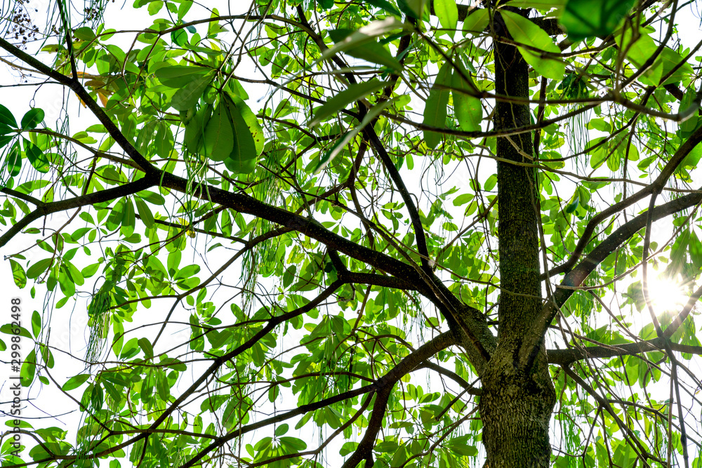 Fototapeta premium Green leaves pattern and trunk in the sunlight