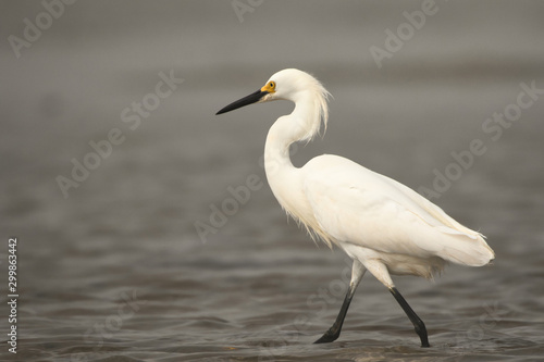 Snowy Egret Wading In the Marsh On a Hazy Morning