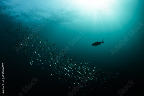 Bluefin trevally attacking a school of Yellowstriped Butterfish photo