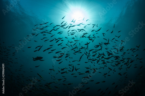 Bluefin trevally attacking a school of Yellowstriped Butterfish photo