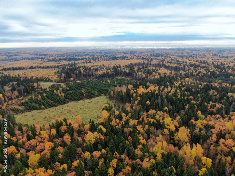 Aerial view of the golden autumn forest. Beautiful panorama of the landscape 