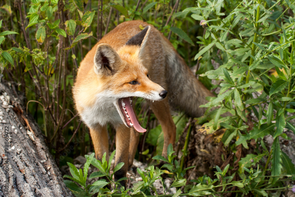 Fototapeta premium red fox