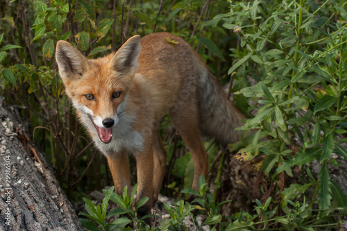 red fox