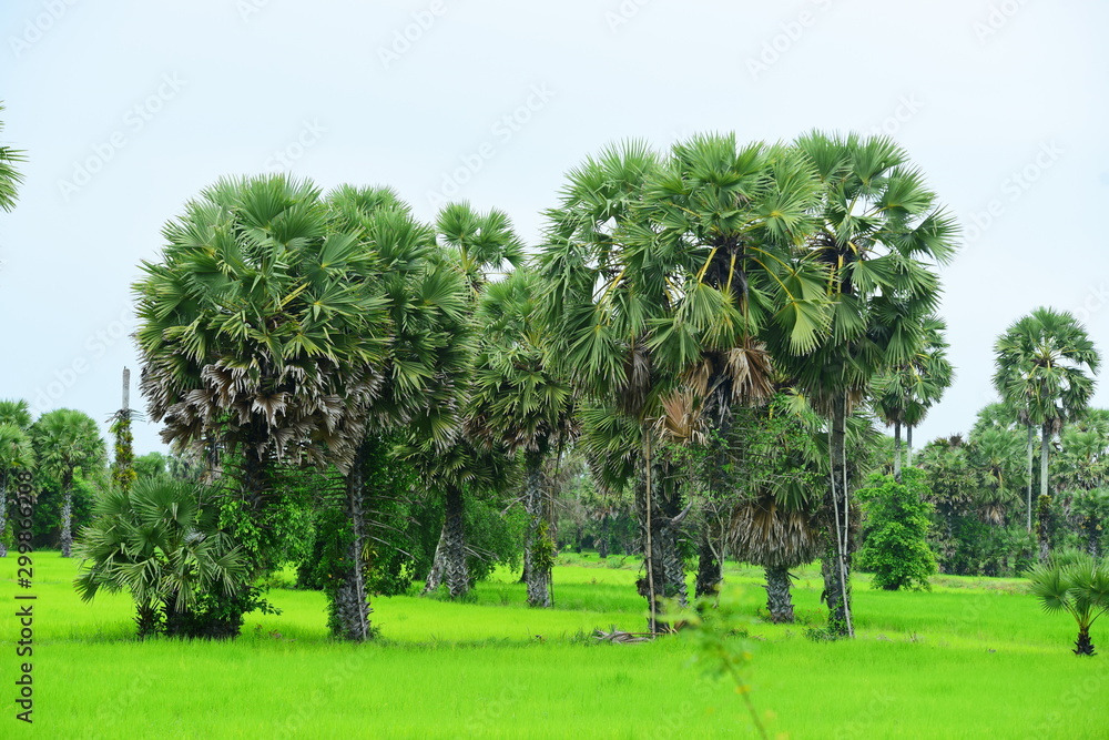 View of green rice fields and Dong Nang area around Tanote palm trees.