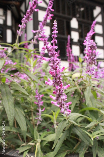 nature plant and flower