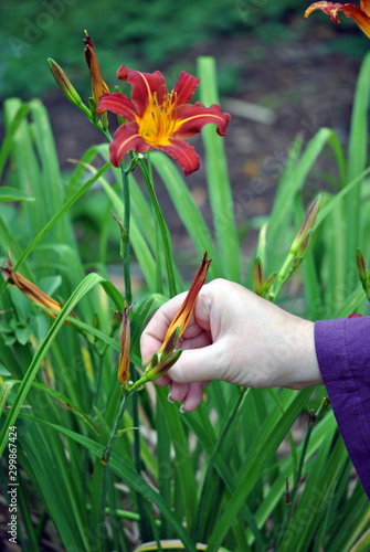 Deadheading; removing spent blossoms every day keeps the garden looking its best.