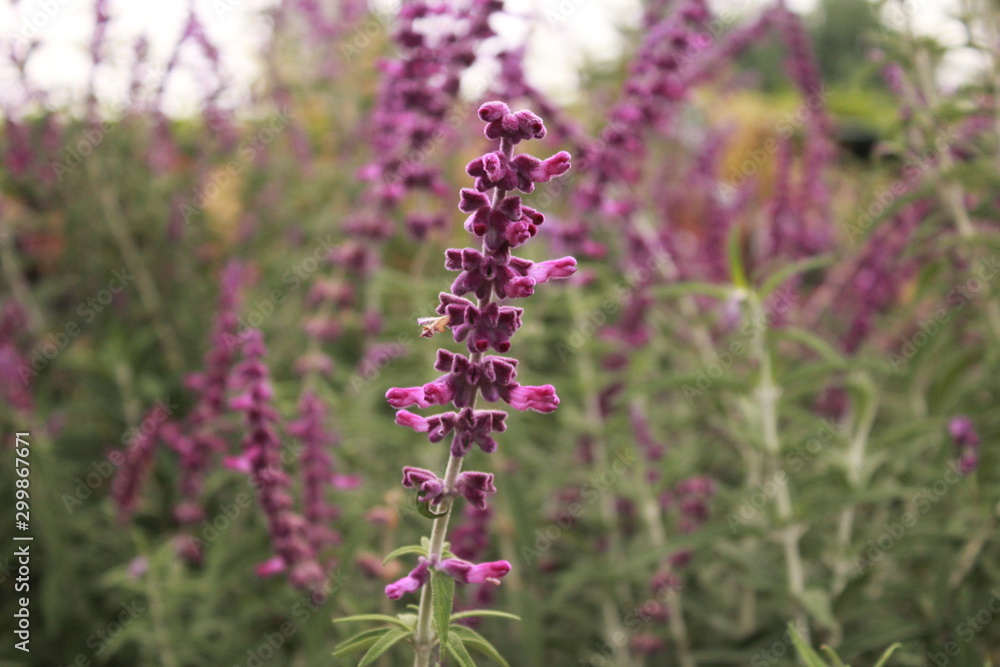 nature plant and flower outdoor photo nature plant and flower outdoor photo