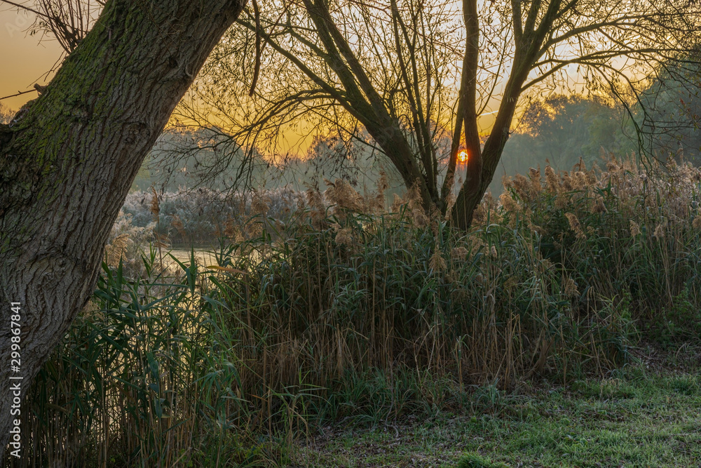 A park landscape in late autumn at sunrise and frost A park landscape in late autumn at sunrise and frost