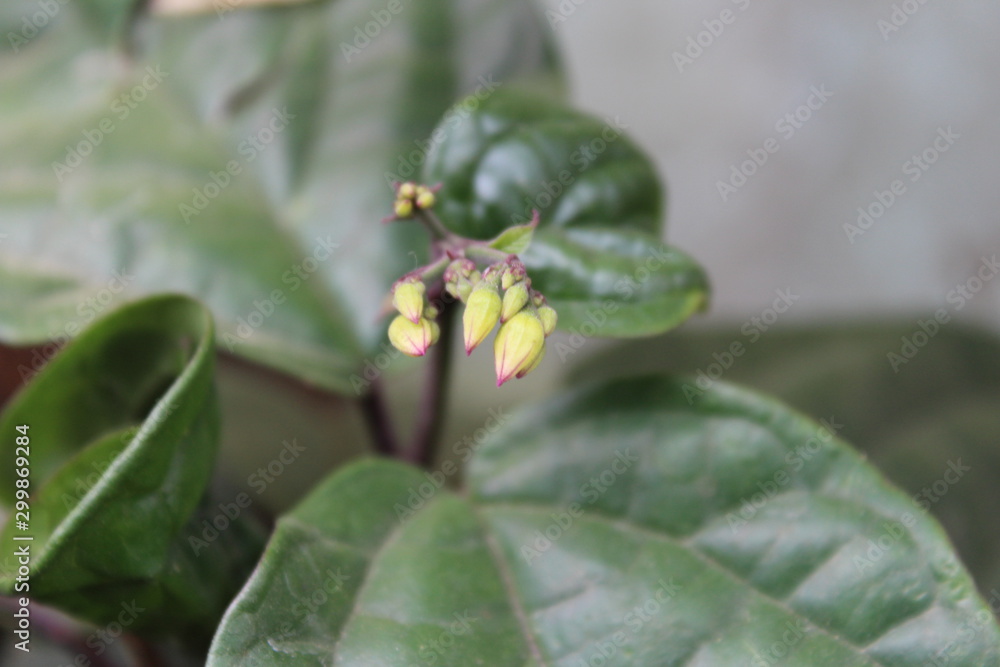 plants and flower outdoor picture plants and flower outdoor picture