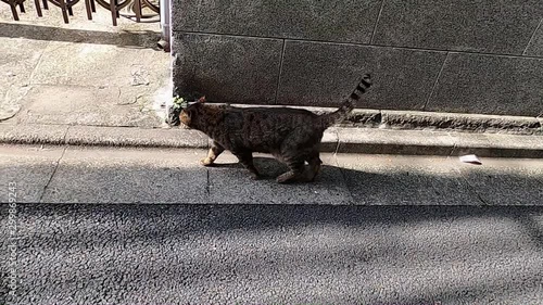 Follow a striped grey cat walk photo