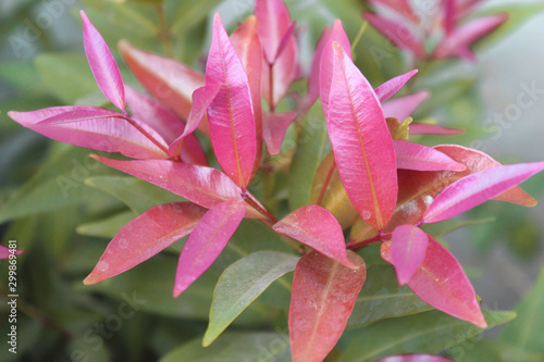 plants and flower outdoor picture