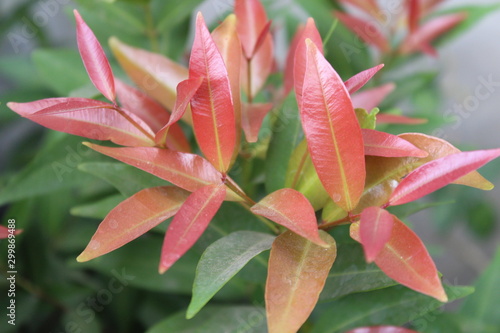plants and flower outdoor picture