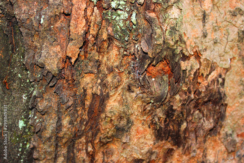 texture wood background
