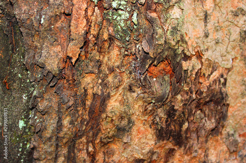 texture wood background