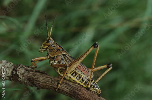 Lubber Grasshopper (Romalea) © Liz