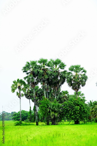 View of green rice fields and Dong Nang area around Tanote palm trees.