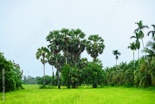 View of green rice fields and Dong Nang area around Tanote palm trees.