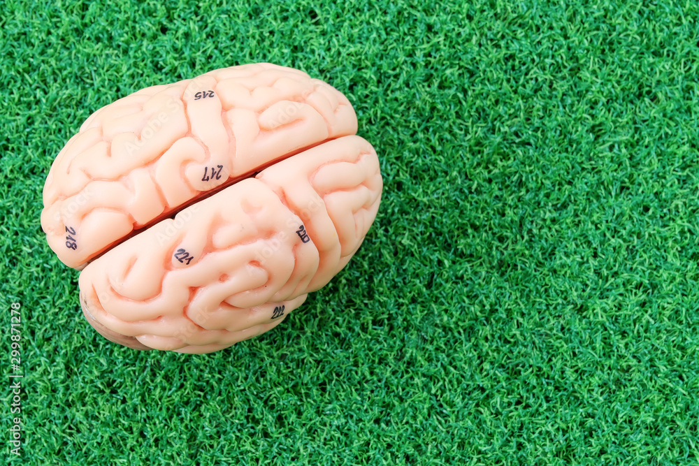 Human Brain Anatomy Model Stock Photo Adobe Stock Human Brain Anatomy Model Stock Photo Adobe Stock