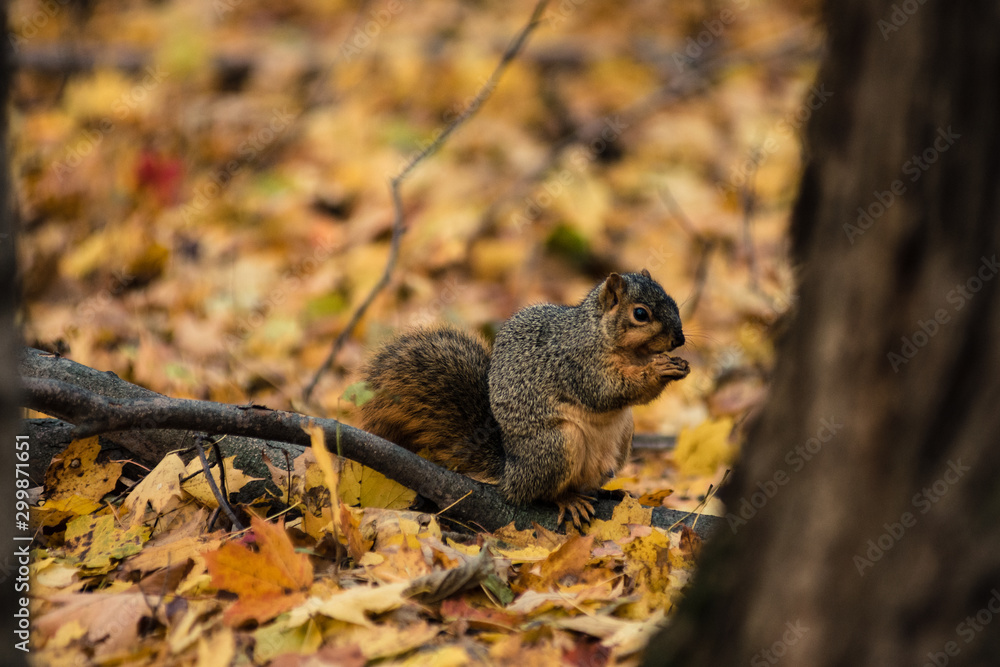 squirrel eating a nut in Autumn squirrel eating a nut in Autumn