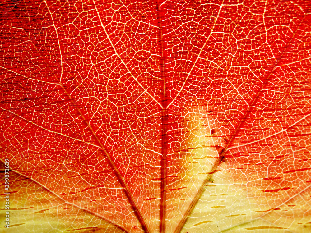 Obraz premium Structure of leaf